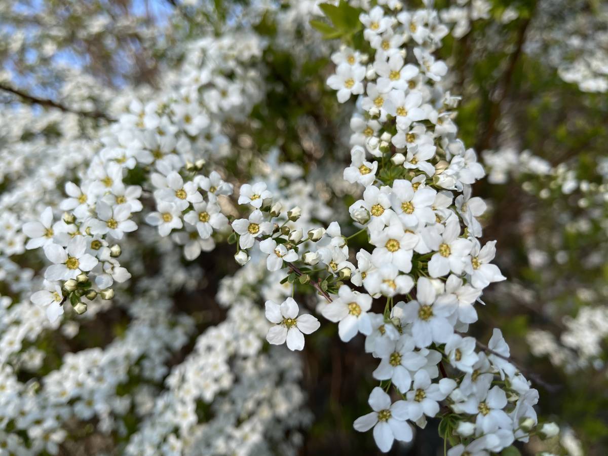 雪柳　ユキヤナギ　挿し穂 20本　■送料無料　コメザクラ　バニラアイス　白い花　米桜　挿し木　桜族　 庭木 _画像7