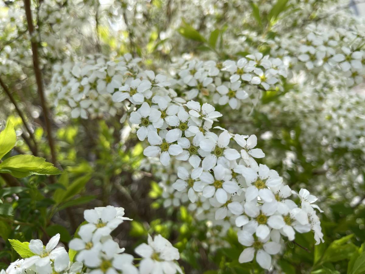 雪柳　ユキヤナギ　挿し穂 20本　■送料無料　コメザクラ　バニラアイス　白い花　米桜　挿し木　桜族　 庭木 _画像8