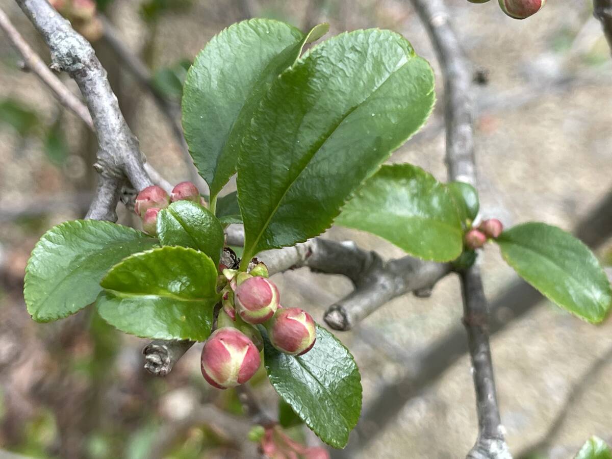 item_image_10
