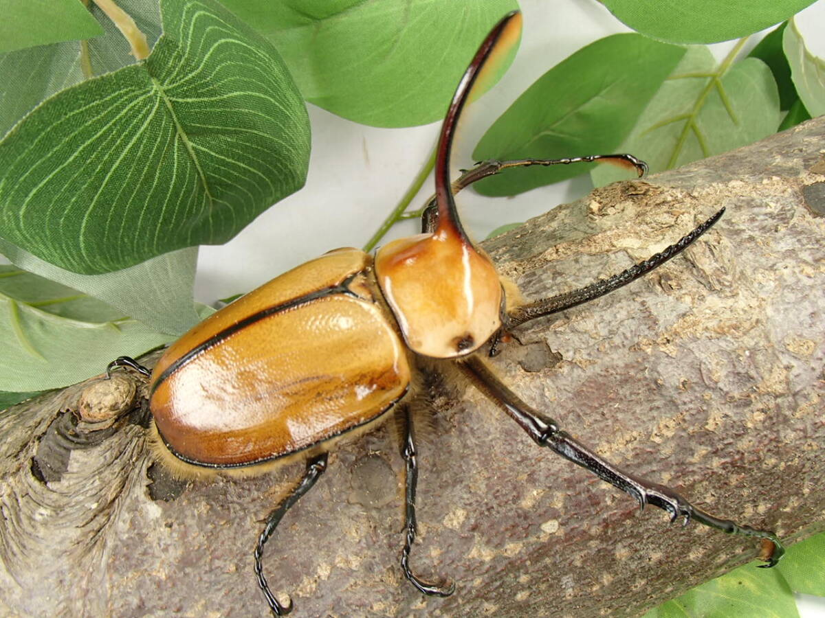 ゴロファ ポルテリ 新成虫♂９９mm ♀５８mm B♀５９mm トリオ 　タテヅノカブト_画像6