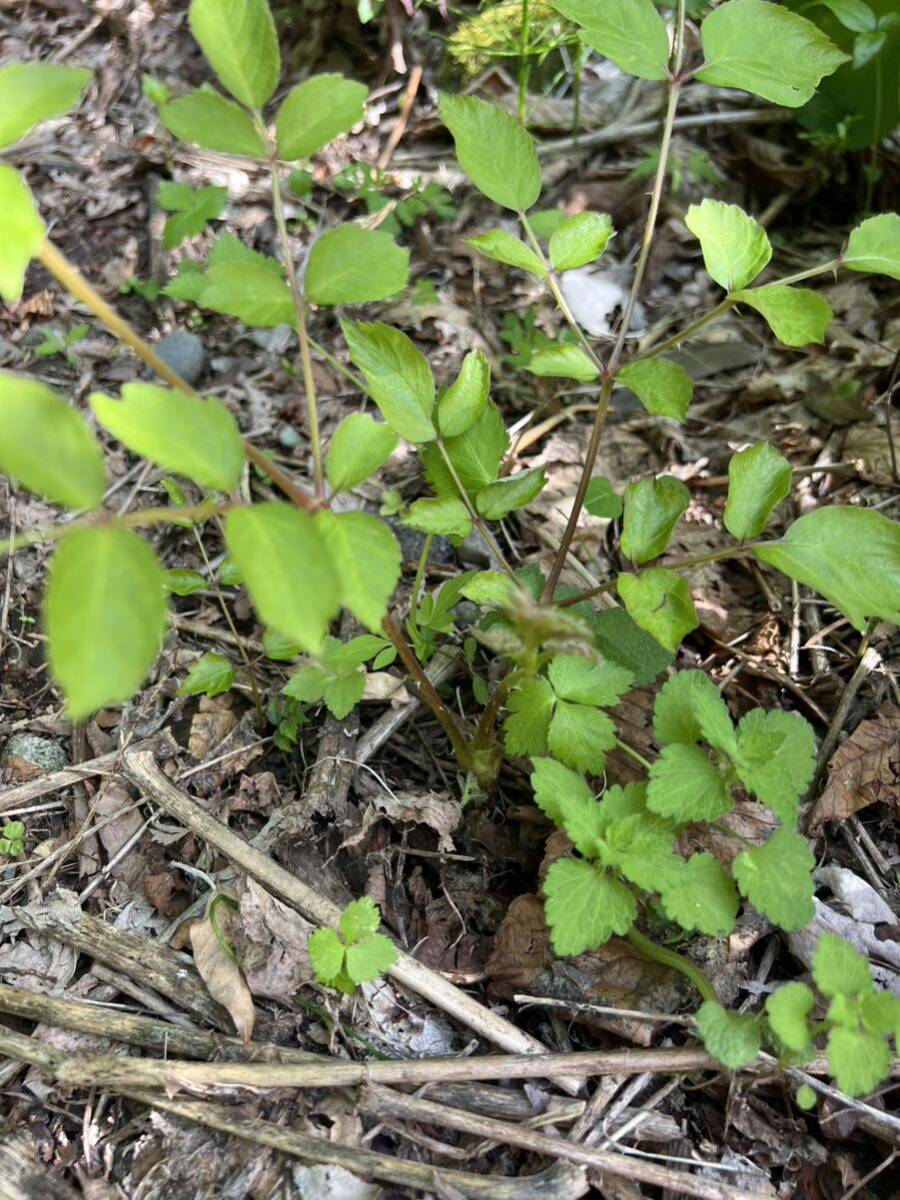 タラの根 タラの芽 根挿し トゲあり 30本_画像4