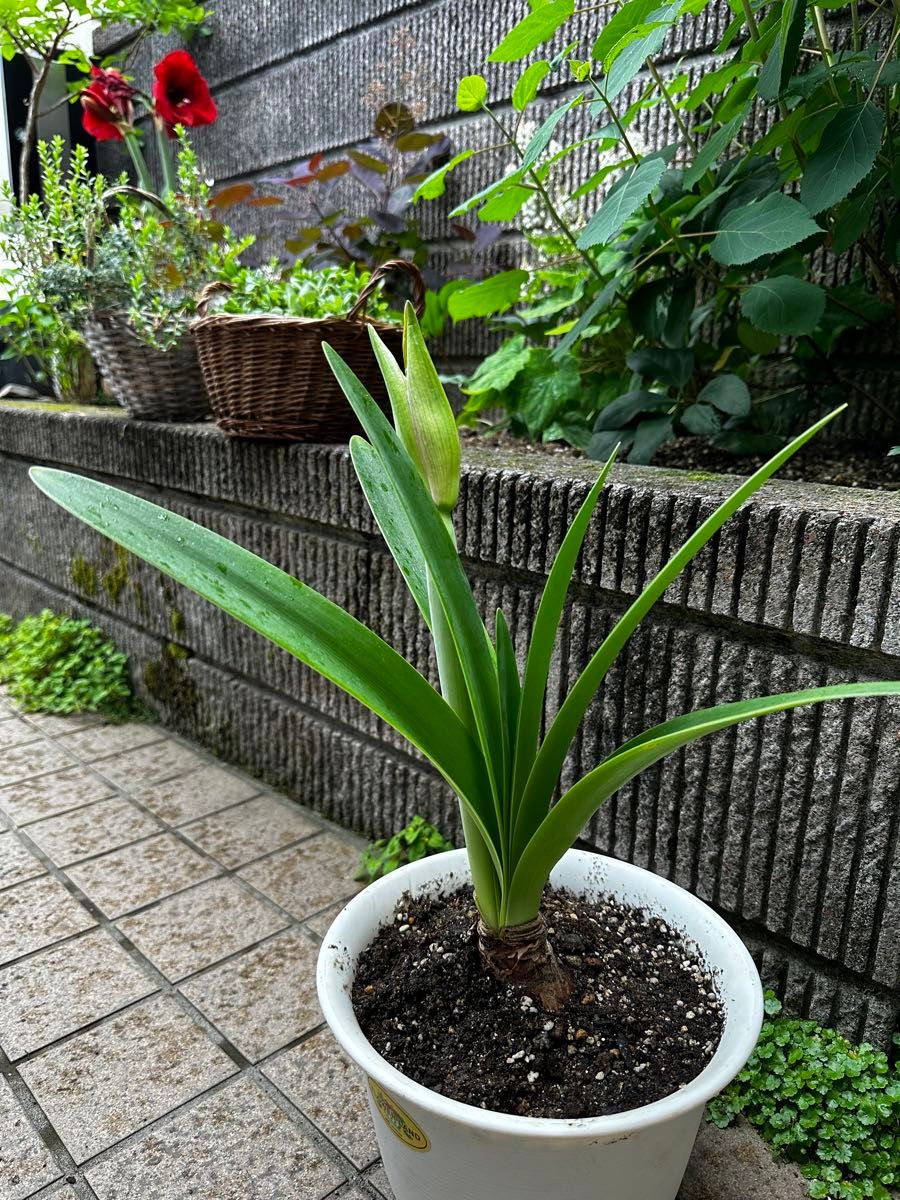 蕾付き大輪アマリリス