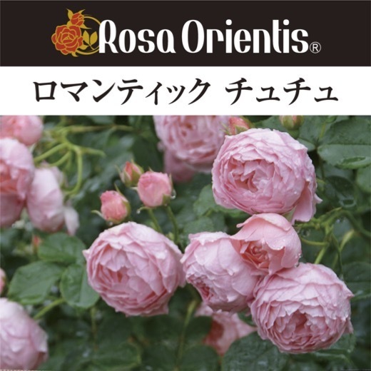 送料無料 ロマンティック チュチュ 新苗4号鉢  鉢植え バラ 薔薇 ロサ オリエンティス ロマンティックチュチュ ロマンチック チュチュの画像1