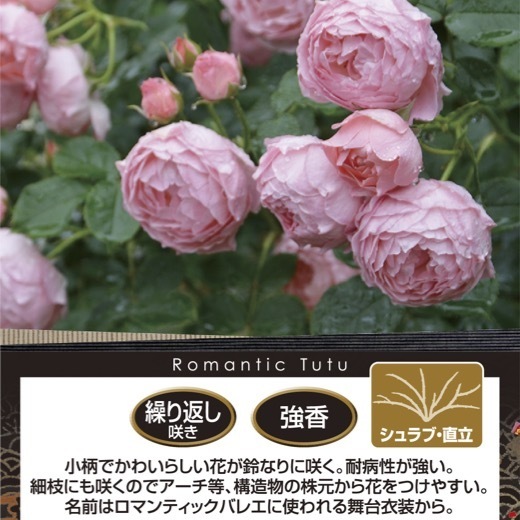 送料無料 ロマンティック チュチュ 新苗4号鉢  鉢植え バラ 薔薇 ロサ オリエンティス ロマンティックチュチュ ロマンチック チュチュの画像2