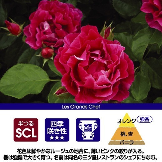  free shipping gi-savoa long 7 number large seedling potted plant rose rose Dell crowbar large seedling French rose 7 number pot 7 size gi-savoagi-sa boa 