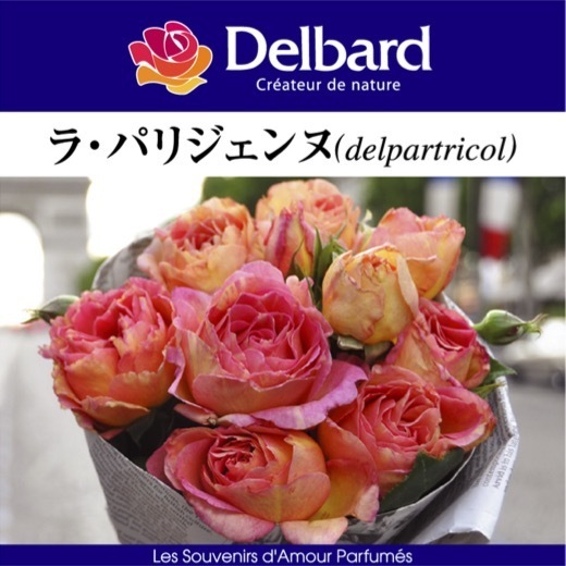 送料無料　ラ パリジェンヌ　新苗4号鉢　　鉢植え バラ 薔薇 デルバール フレンチローズ ラパリジェンヌ_画像1