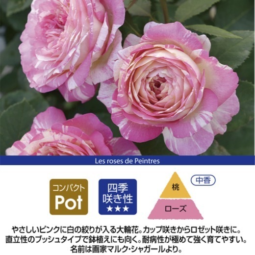 送料無料　マルク シャガール6号鉢　春開花株　　鉢植え バラ 薔薇 デルバール 大苗 フレンチローズ 開花苗 マルクシャガール_画像2