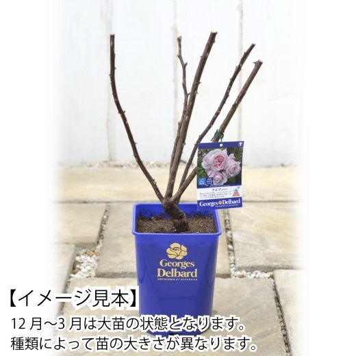 free shipping ma dam Figaro 6 number pot spring blooming stock potted plant rose rose Dell crowbar large seedling French rose blooming seedling ma dam Figaro 