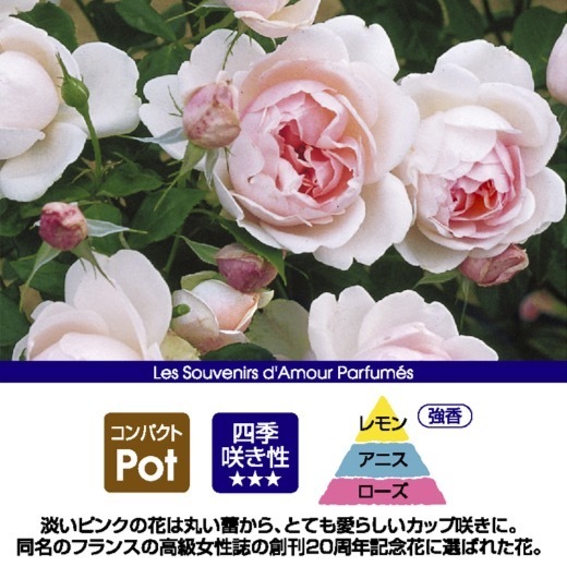  free shipping ma dam Figaro 6 number pot spring blooming stock potted plant rose rose Dell crowbar large seedling French rose blooming seedling ma dam Figaro 