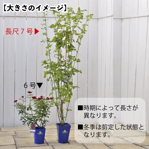  free shipping RaRe -ndulanyui long 7 number large seedling potted plant rose rose Dell crowbar large seedling French rose 7 number pot 7 size RaRe -ndulanyui
