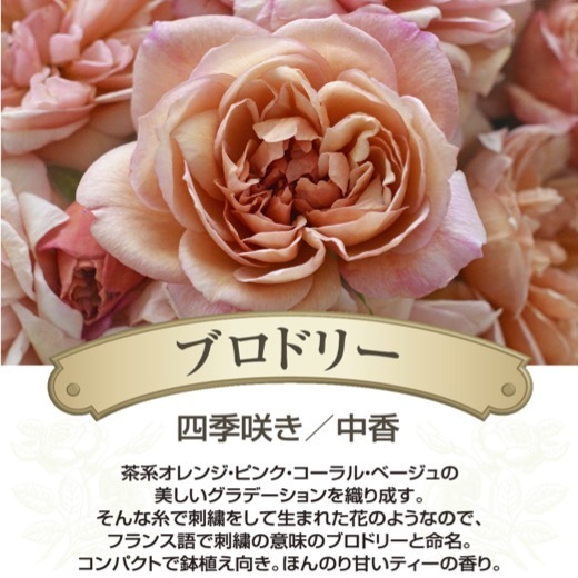  бесплатная доставка brodo Lee новый рассада 4 номер горшок растение в горшке роза роза река книга@ роза . rose dumerus Lee 