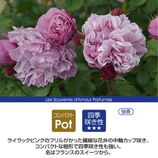 送料無料　サント ノーレ　新苗4号鉢　　鉢植え バラ 薔薇 デルバール フレンチローズ サントノーレ_画像2