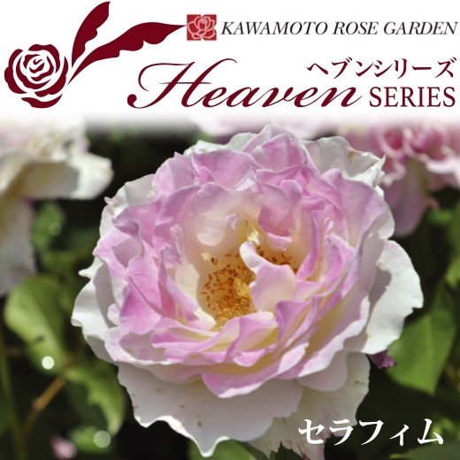 送料無料　セラフィム　新苗4号鉢　　鉢植え バラ 薔薇 河本バラ園 ローズ ヘブンシリーズ_画像1