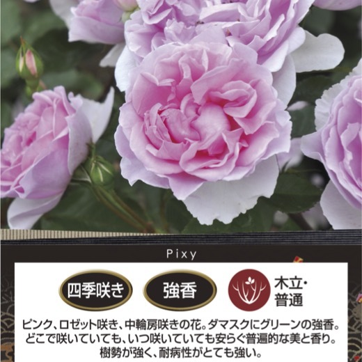 送料無料　ピクシー8号鉢　春開花株　切り戻し　　鉢植え バラ 薔薇 ロサ オリエンティス 大苗 開花苗 見本鉢_画像2