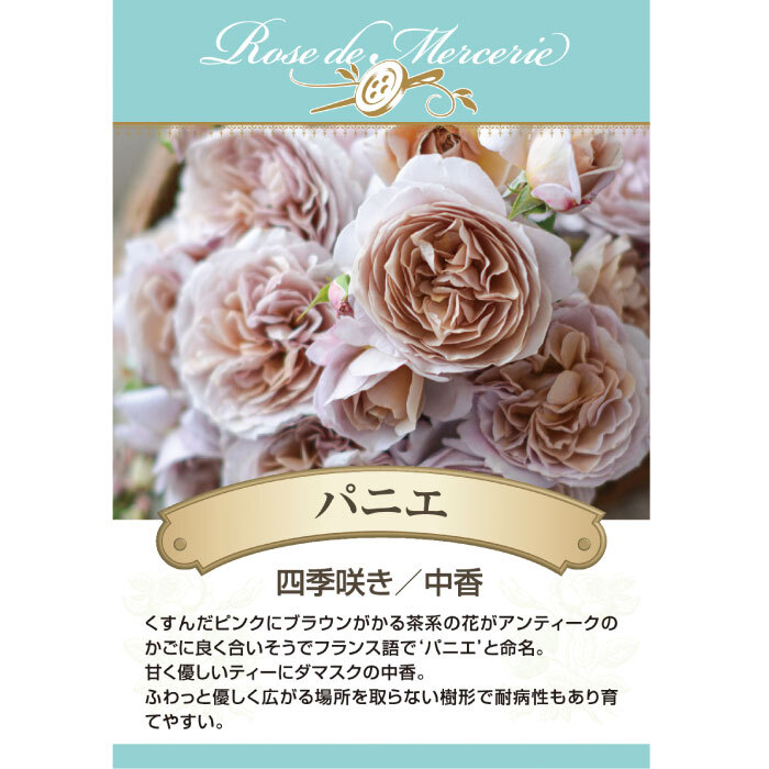 送料無料　パニエ　新苗4号鉢　　鉢植え バラ 薔薇 河本バラ園 ローズ ドゥ メルスリー_画像2