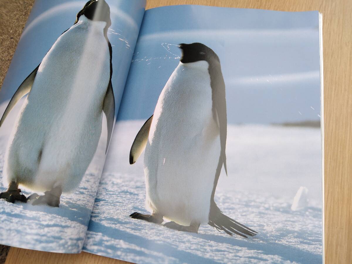 【送料無料】ペンギンたちの写真集 ウォルフガング・ケーラー_画像2