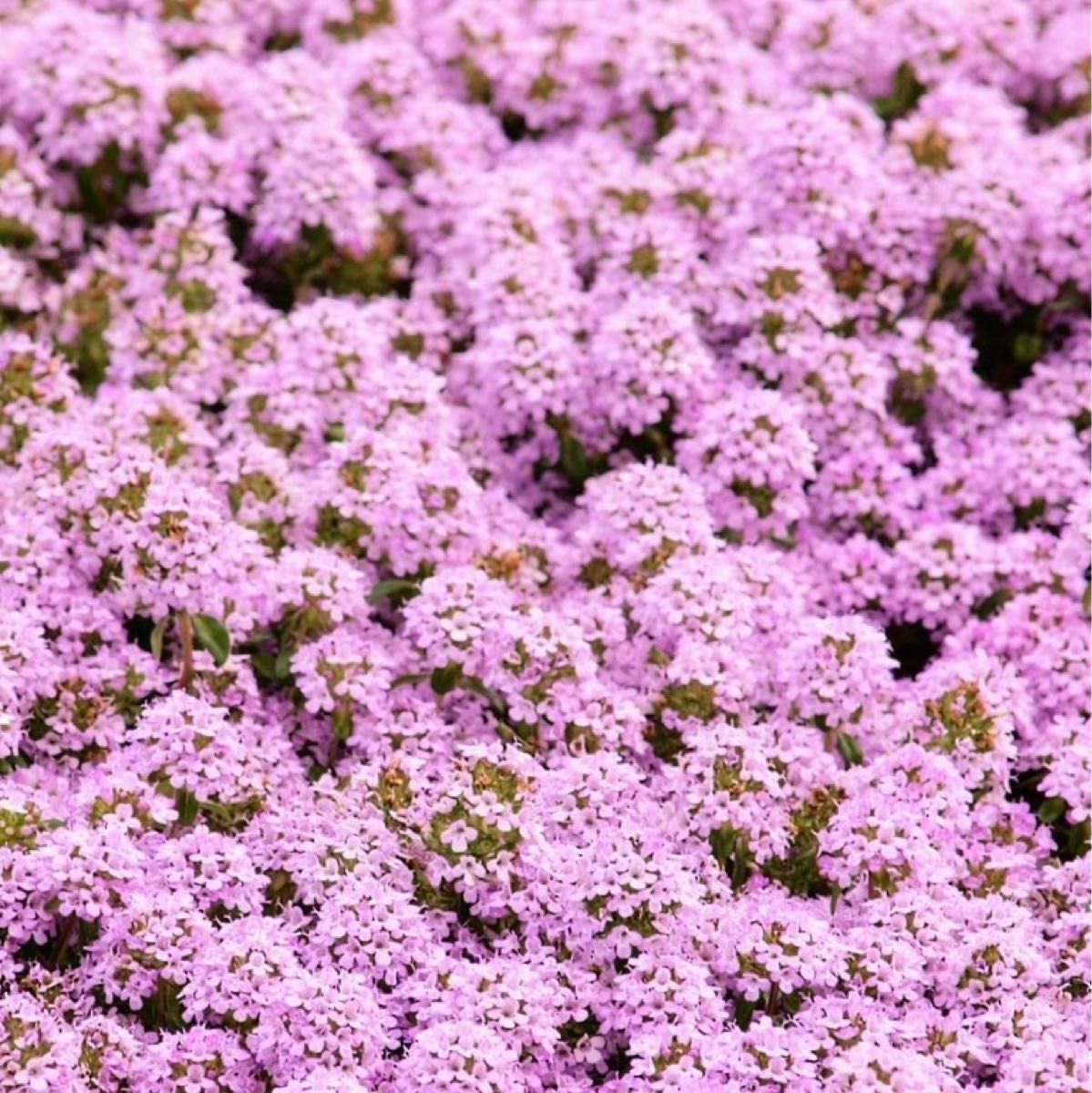 【ハーブの種】クリーピングタイム 花の種子 300粒以上！宿根草グランドカバー