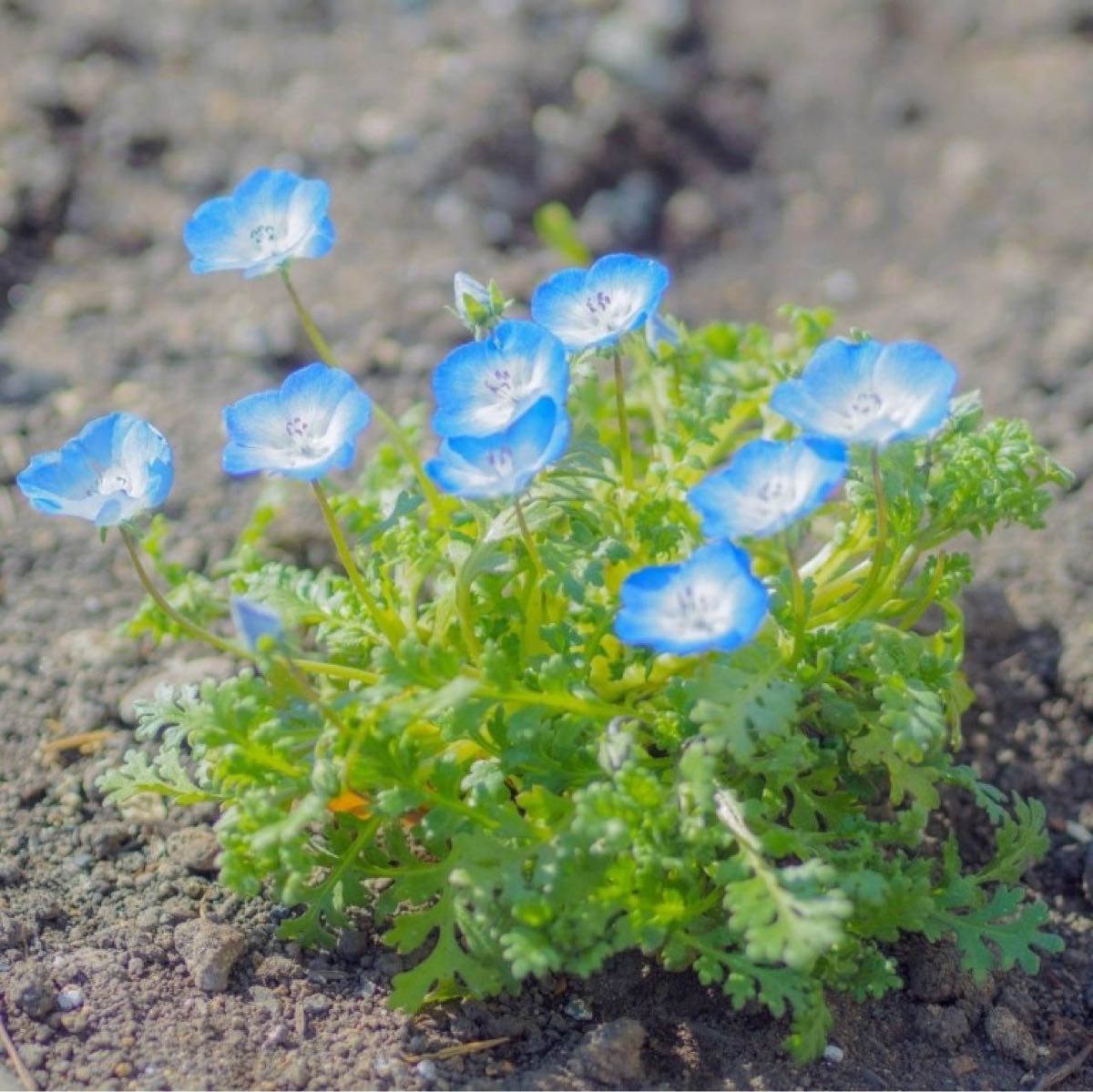 【花の種】ネモフィラ☆インシクニスフルー 種子 300粒以上！グランドカバー