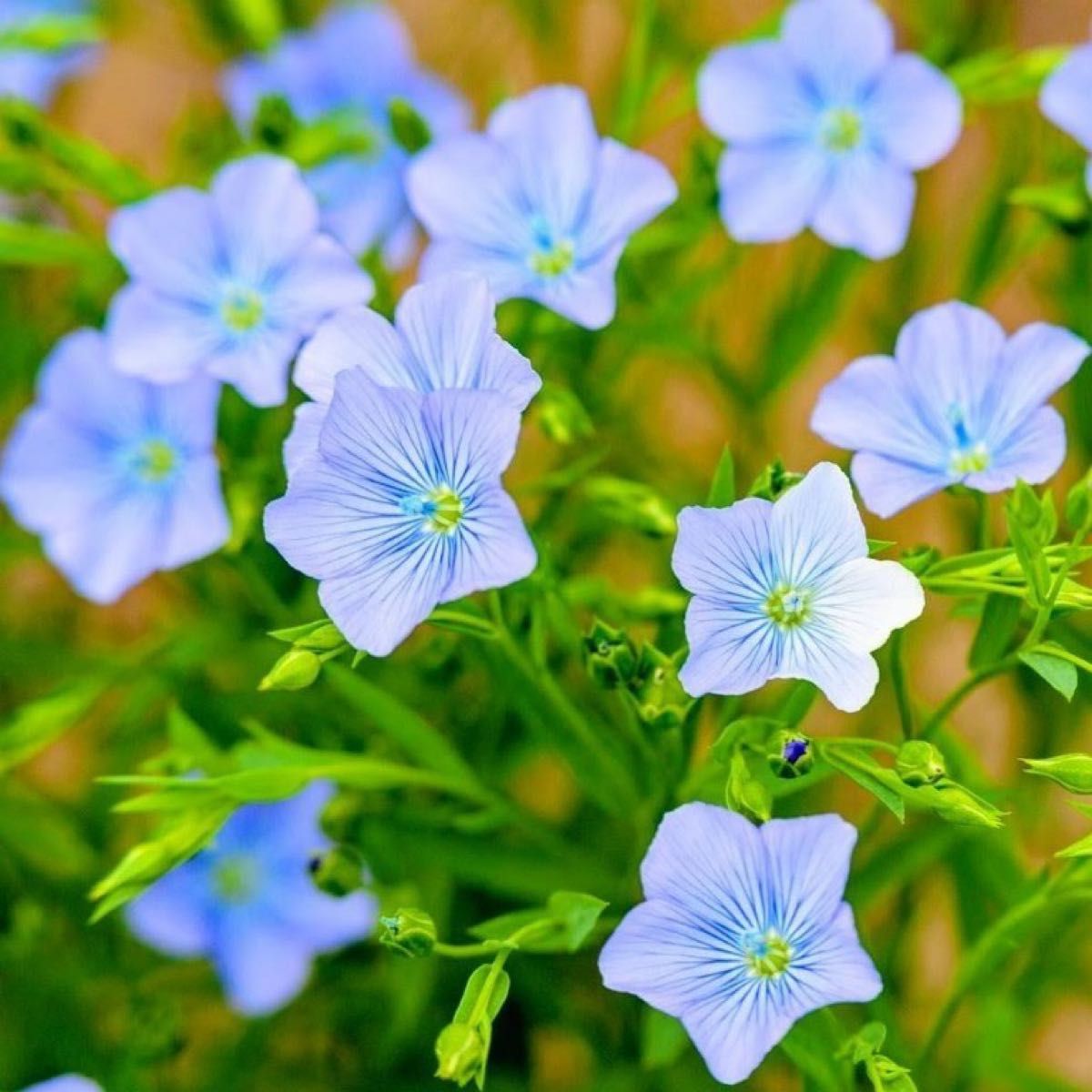 【花の種】宿根アマ☆フラックス ハーブの種子 約50粒！グランドカバー