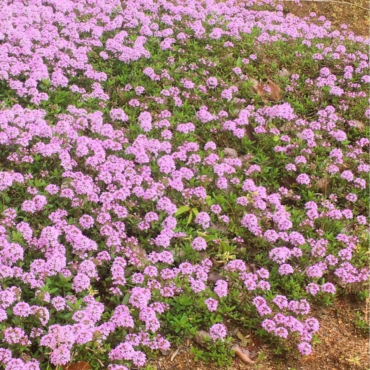 【ハーブの種】クリーピングタイム 花の種子 300粒以上！宿根草グランドカバー