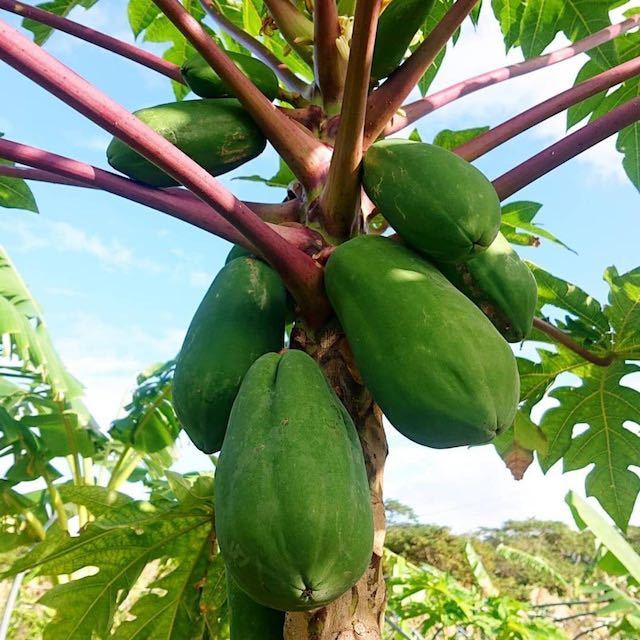 酵素たっぷり！！サラダや炒め物に！沖縄産青パパイヤ野菜パパイヤ無農薬！おまかせ1.5kg以上の画像2