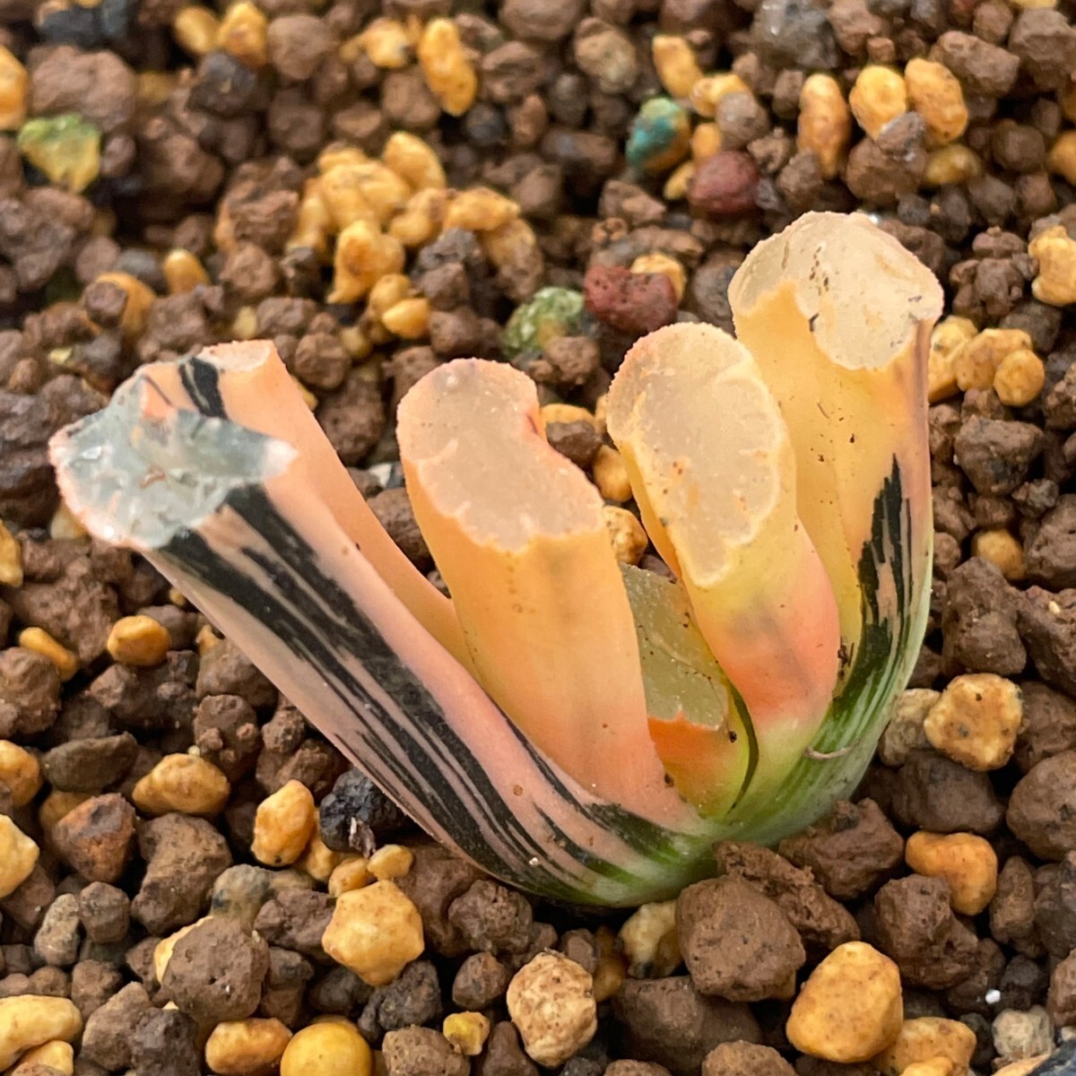 NG1448ハオルチア ハオルシア 玉扇錦 赤斑 多肉植物の画像3