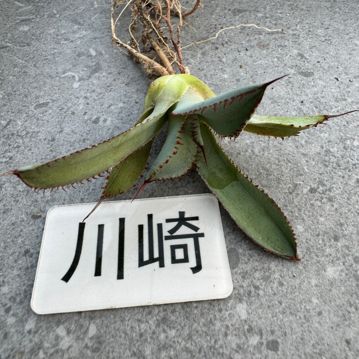 川崎N1802多肉植物アガベ チタノタ 牛角龍_画像4