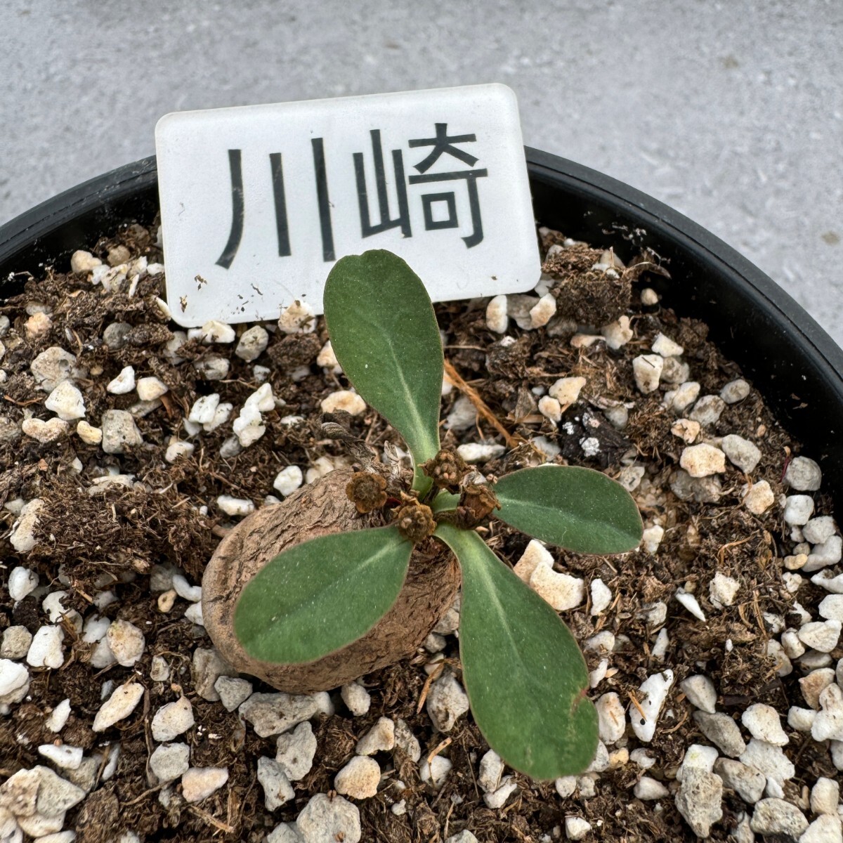 川崎N1856Euphorbia eckloniiユーフォルビアエクロニーサボテン多肉植物 塊根 コーデックス塊茎_画像2