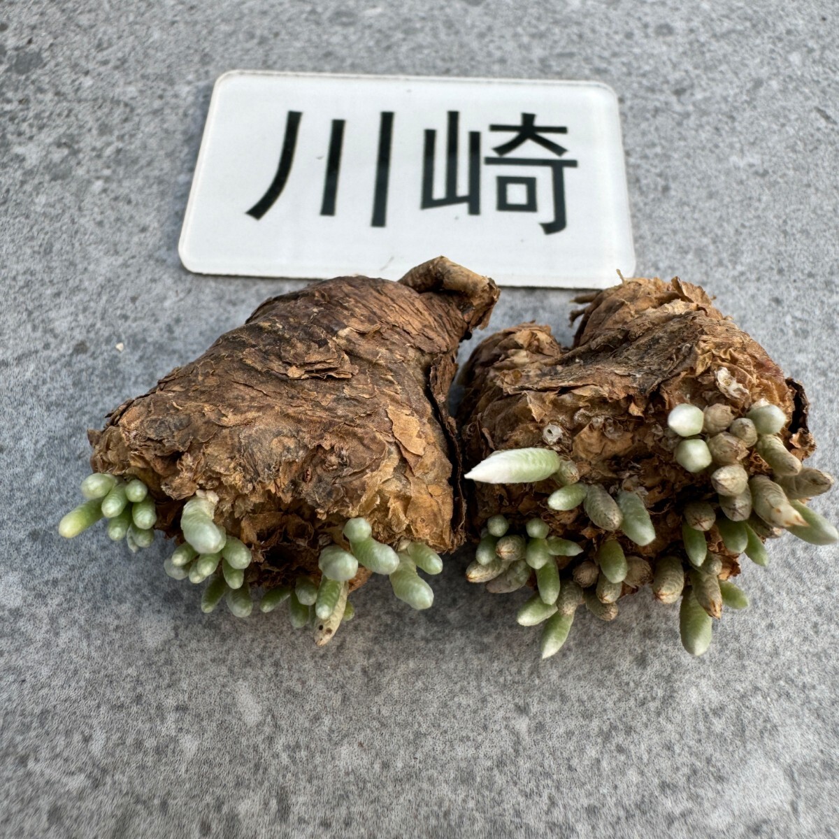 川崎N1865quinaria ssp. alstonii うつぼ錦（赤花） 実生苗　【多肉植物　Avonia　アボニア】2_画像4