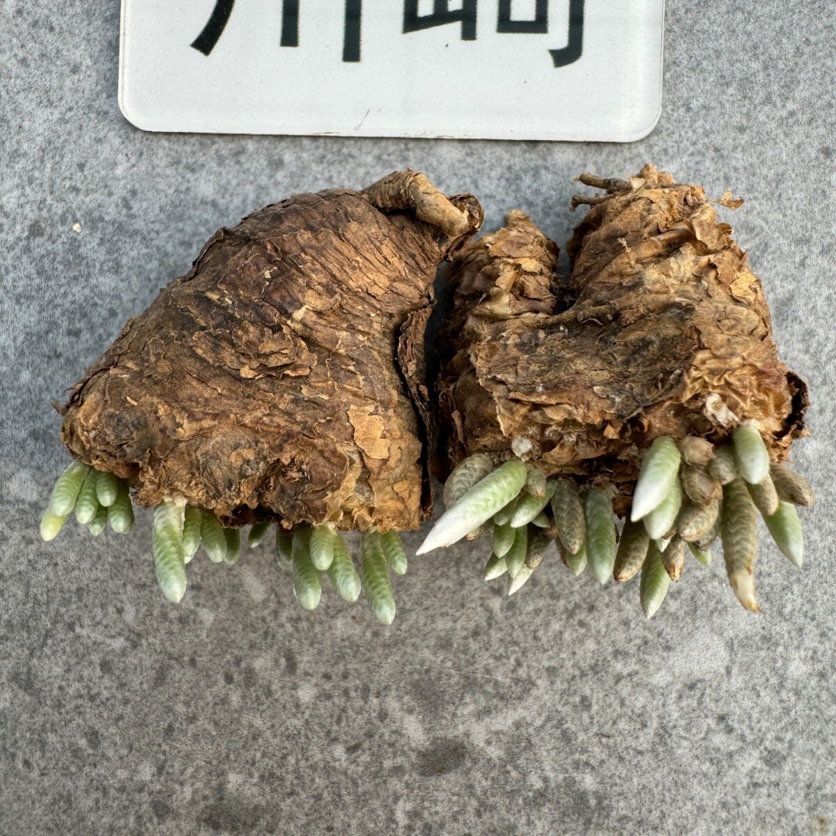 川崎N1865quinaria ssp. alstonii うつぼ錦（赤花） 実生苗　【多肉植物　Avonia　アボニア】2_画像2