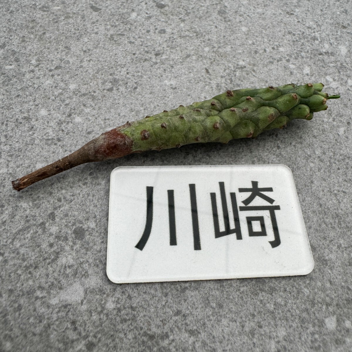 川崎N1999Euphorbia pubiglans ユーフォルビア　デセプタ現地球　塊根　_画像4