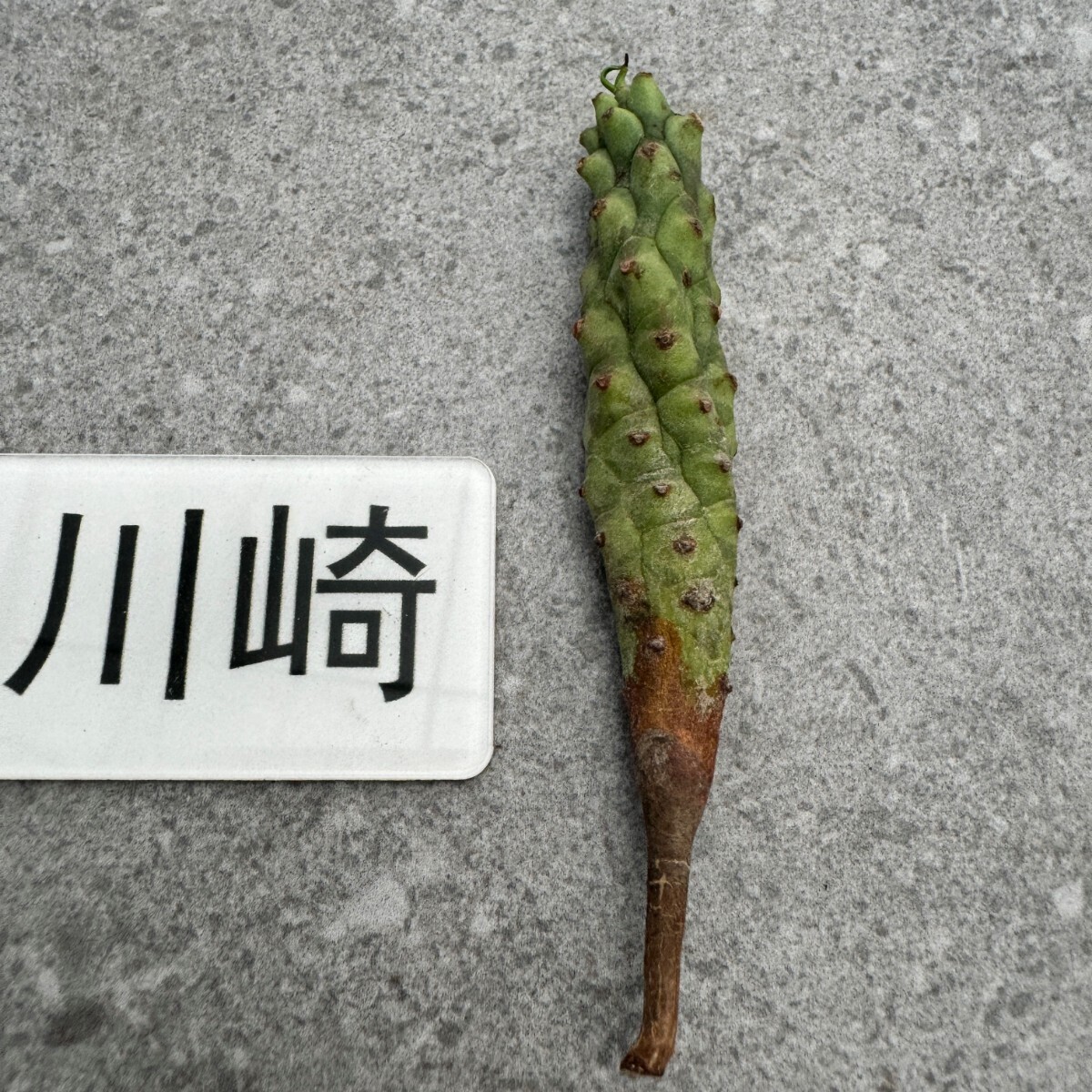 川崎N1999Euphorbia pubiglans ユーフォルビア　デセプタ現地球　塊根　_画像1