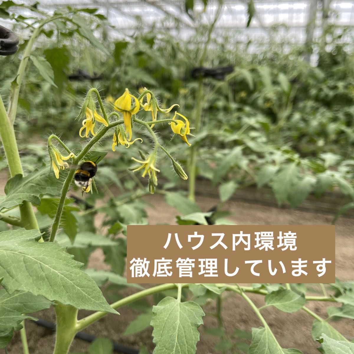 高糖度　ソラリーノ　1kg　バラ　栃木県産　農園直送　プリッとコクうま　ミニトマト　