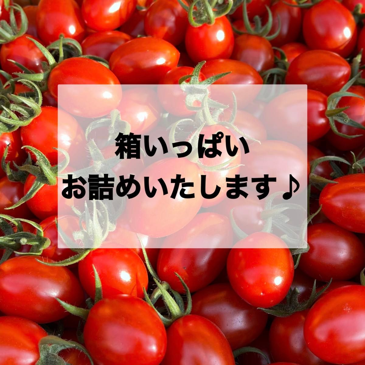 高糖度　ソラリーノ　1kg　バラ　栃木県産　農園直送　プリッとコクうま　ミニトマト　
