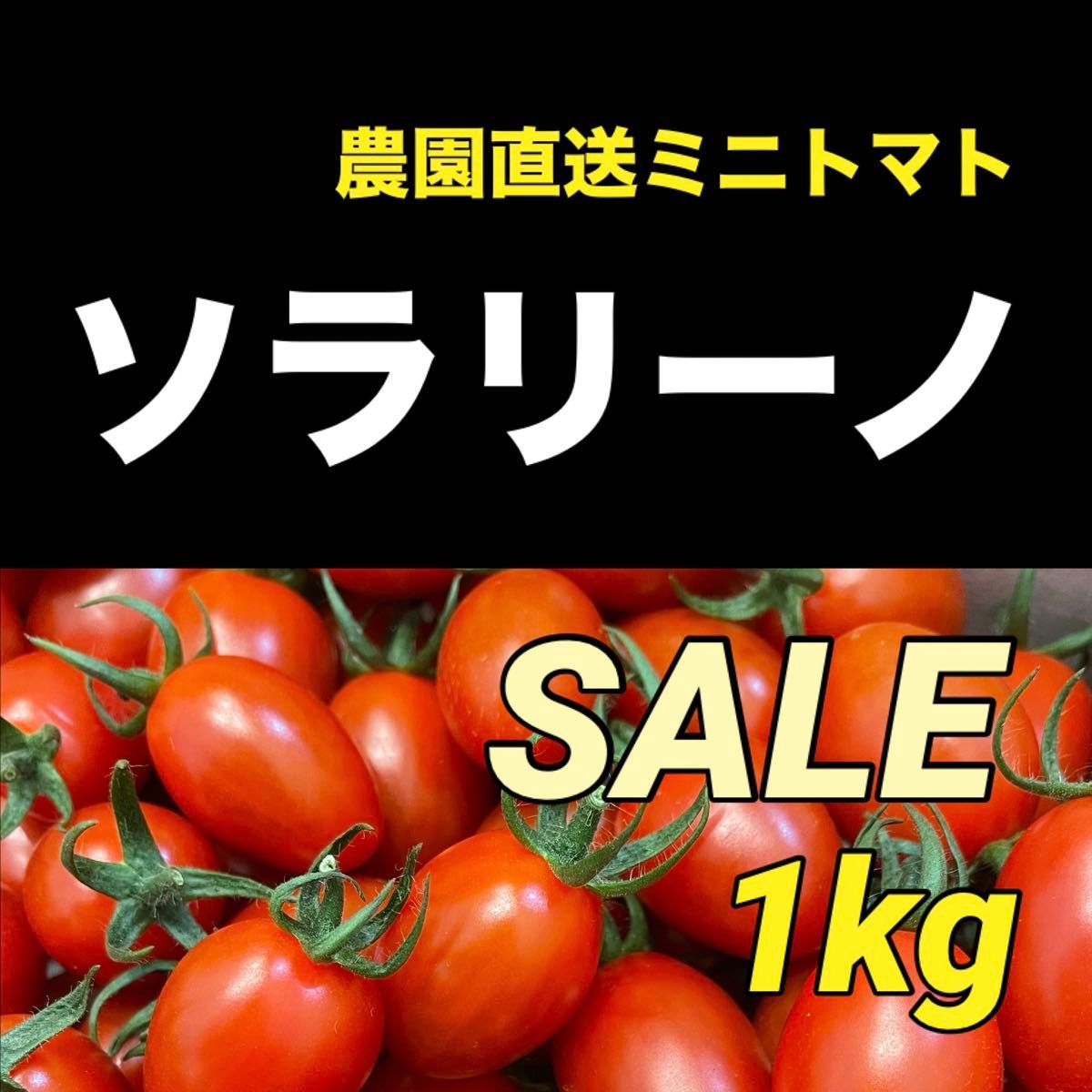 高糖度　ソラリーノ　1kg　バラ　栃木県産　農園直送　プリッとコクうま　ミニトマト　