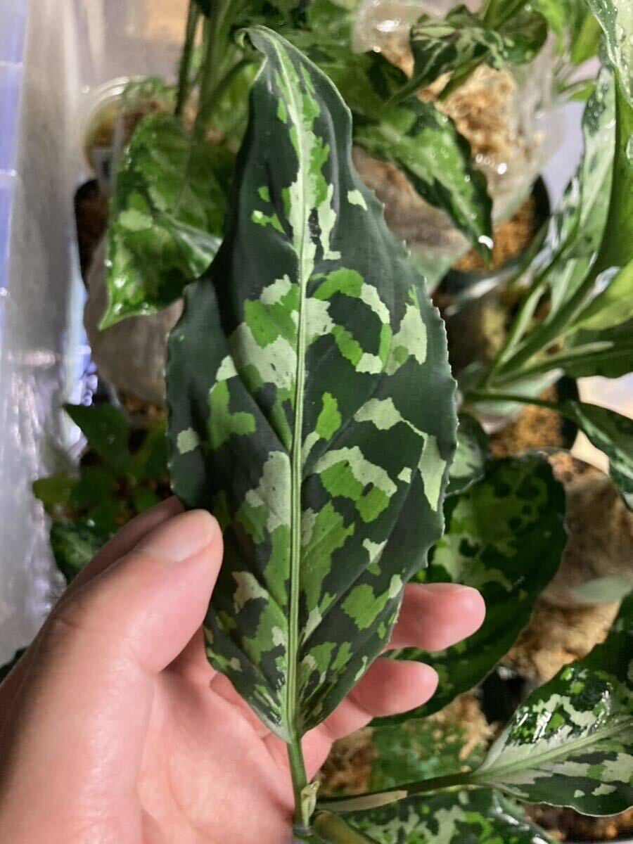 AZ便　アグラオネマ フォッケウルフ190 Aglaonema pictumFw190JKT from Padang Sidempuan【AZ0215-1】B個体　ピクタム　増殖株_画像2