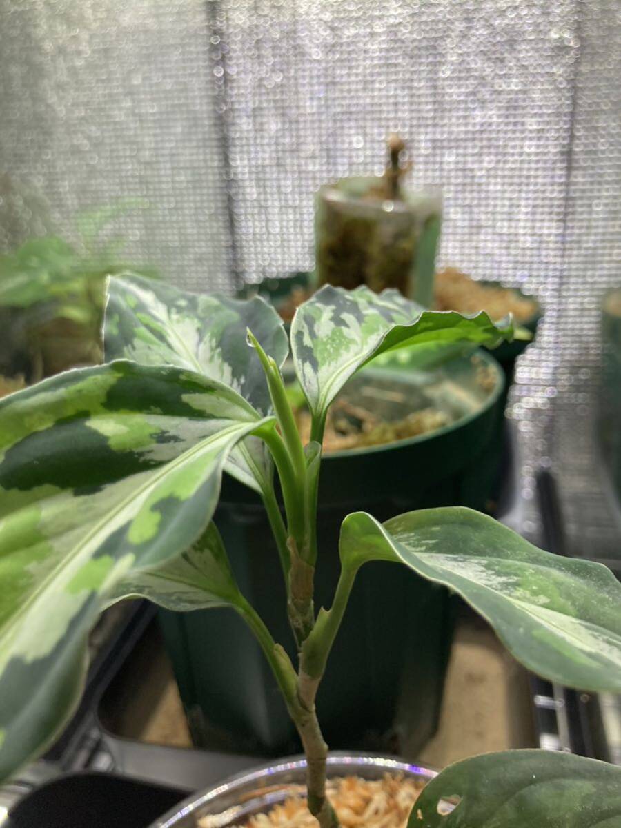 AZ便　アグラオネマ ピクタム ”ラプラス” 箱個体【AZ0213-5c】 Aglaonema pictum Laplace UC 増殖株　_画像4