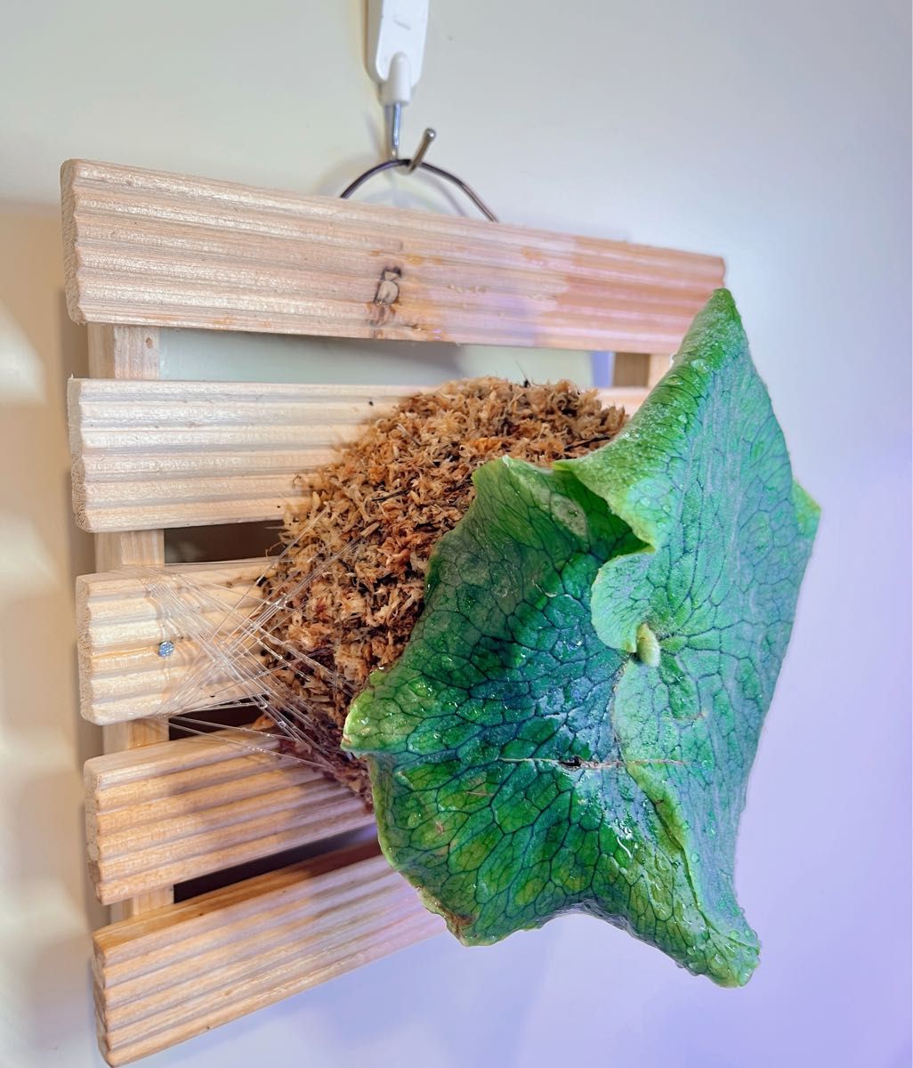 巨大化注意」ビカクシダ グランデ Platycerium grande|Yahoo 巨大化注意」ビカクシダ グランデ Platycerium grande|Yahoo