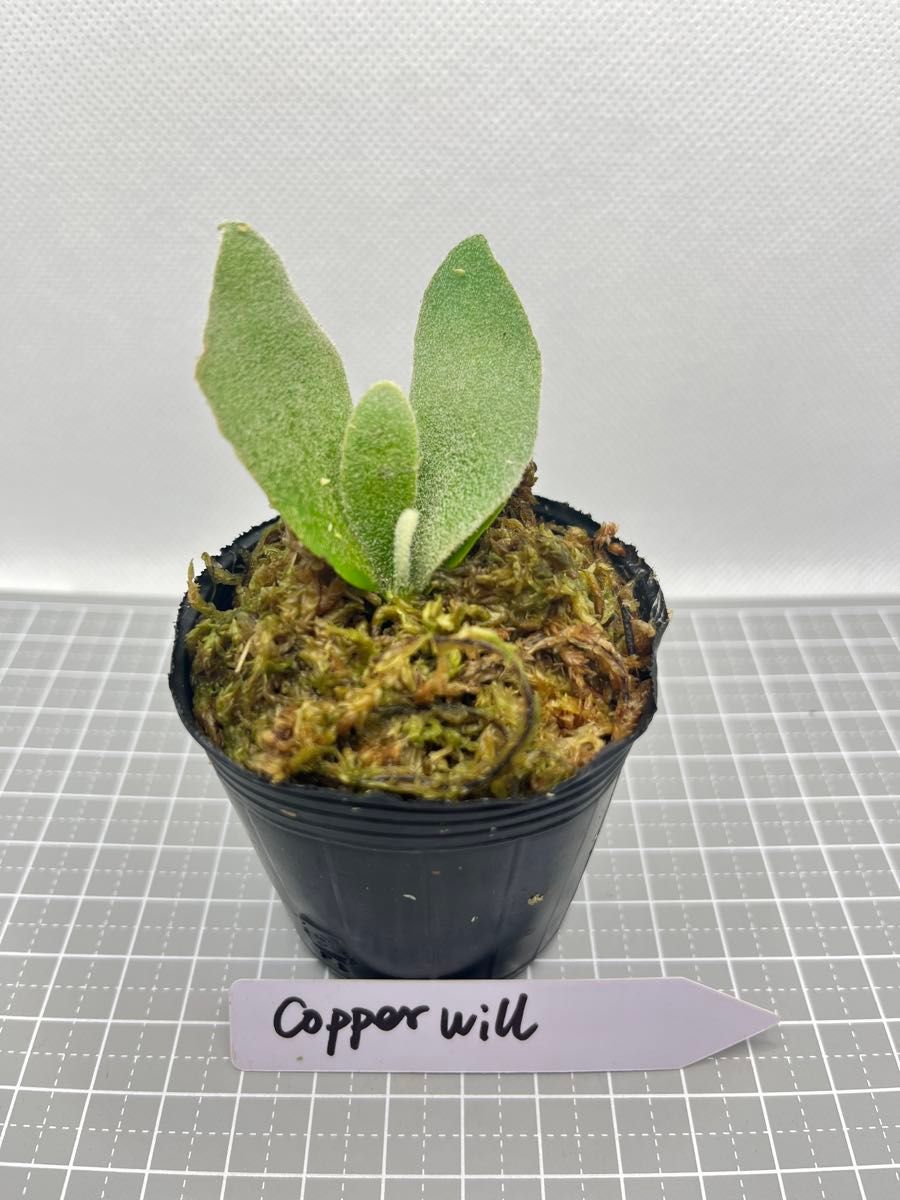 ビカクシダP. willinckii ‘Copperwill’ (spore)