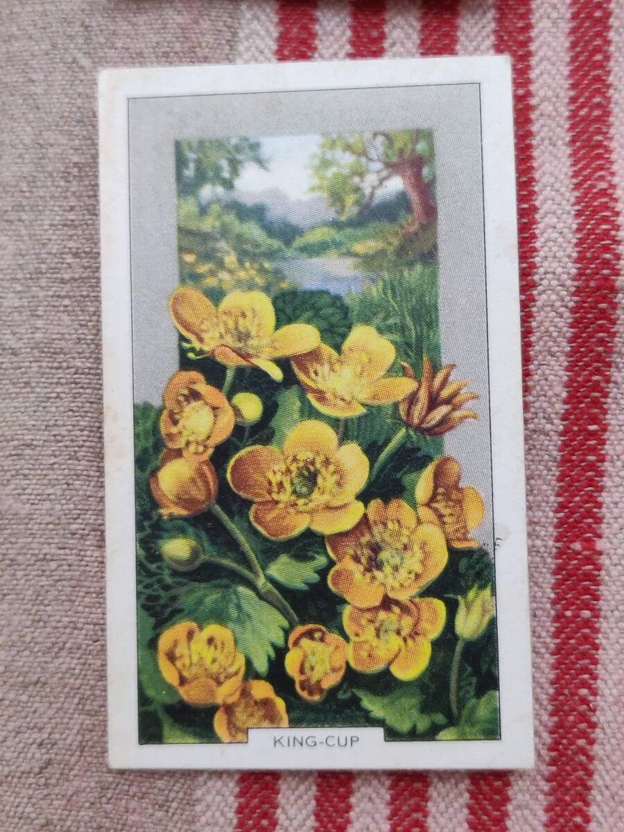 wild flowers. цветок иллюстрированная книга цветочный принт принт Англия сигареты фирма gallaher коллекционная карточка Британия античный Vintage 
