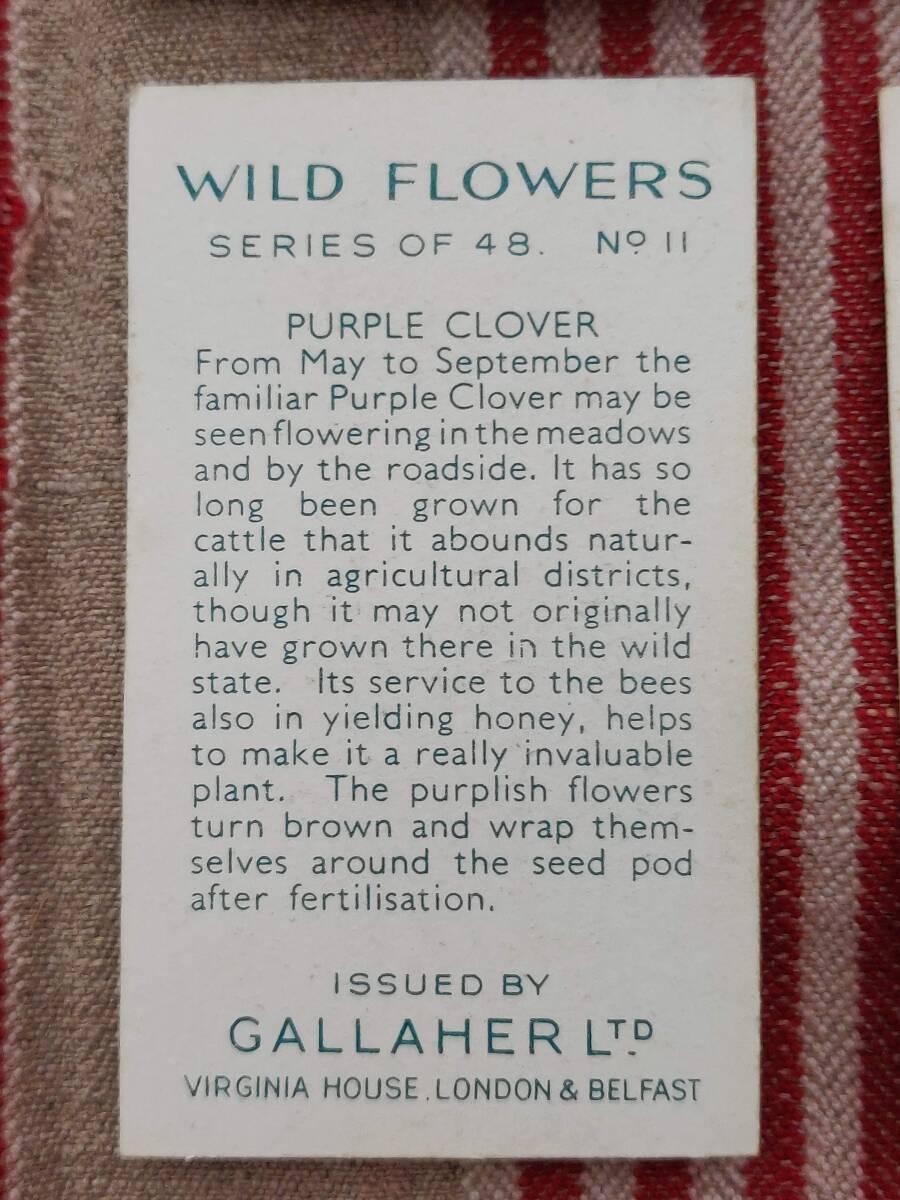 wild flowers. цветок иллюстрированная книга цветочный принт принт Англия сигареты фирма gallaher коллекционная карточка Британия античный Vintage 