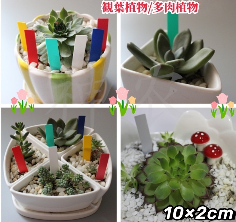 植物ラベル　園芸用ラベル　ネームプレート 　10×2cm【】100枚入　花 タグ　観葉植物ラベル　グリーン　多肉植物　おまけ付き_画像6