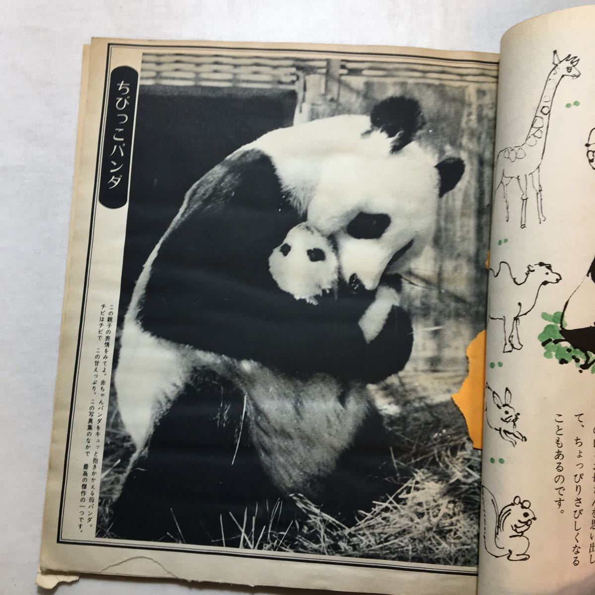 zaa-267♪別冊週刊読売 パンダ PANDA 大熊猫 付録なし 読売新聞社 1973/1/10の画像8