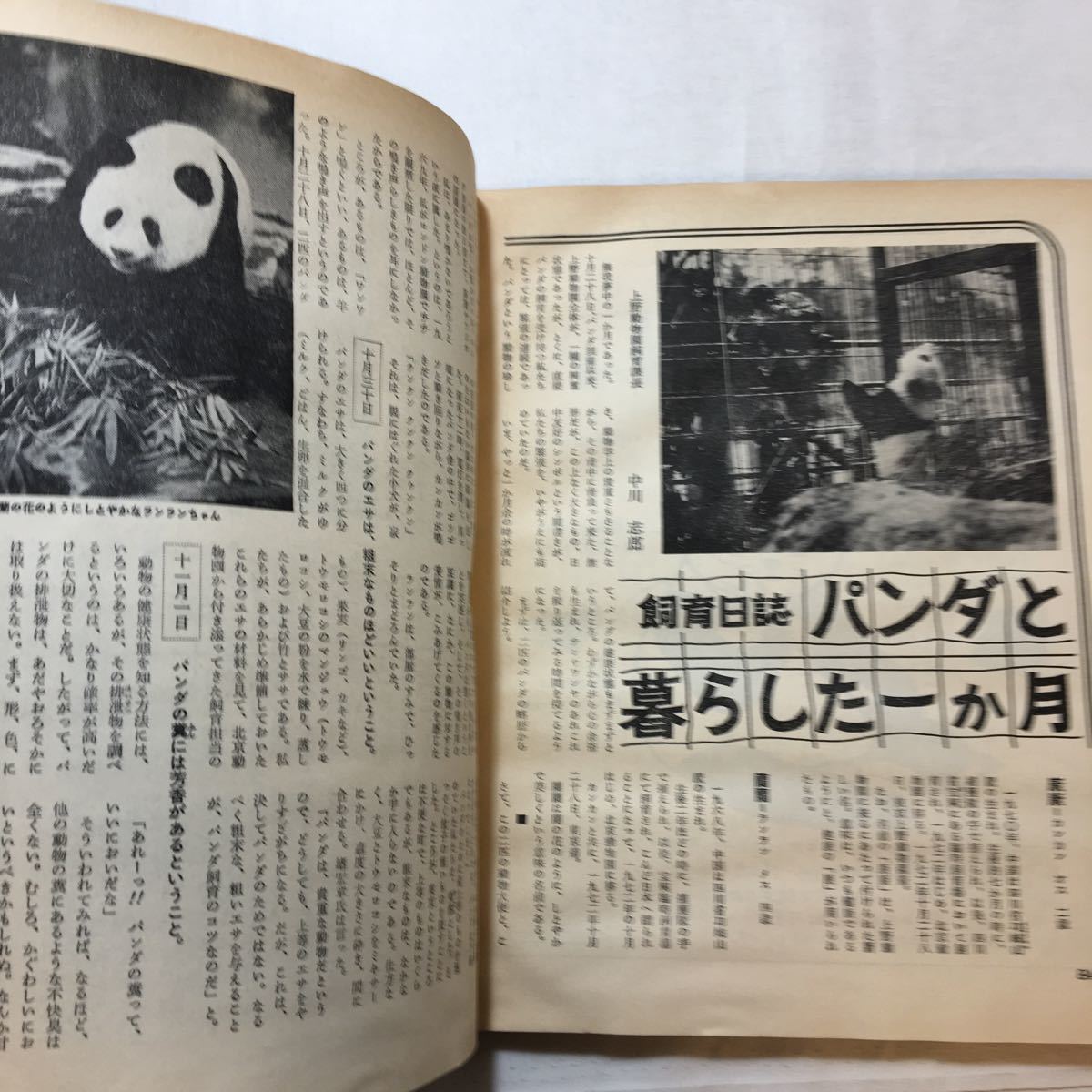 zaa-267♪別冊週刊読売 パンダ PANDA 大熊猫 付録なし 読売新聞社 1973/1/10の画像10