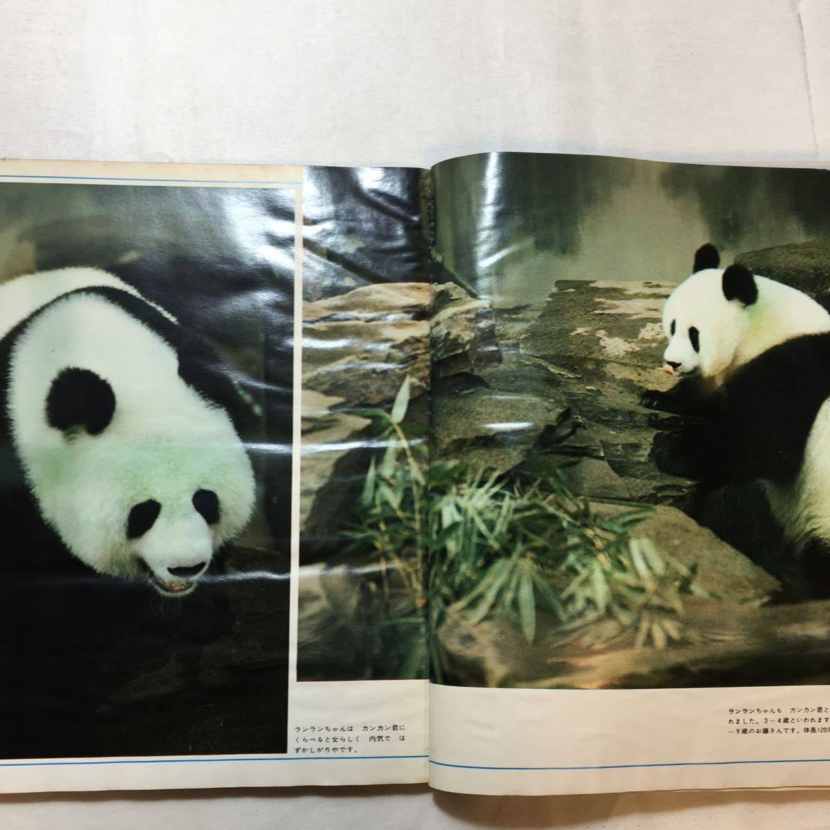 zaa-267♪別冊週刊読売 パンダ PANDA 大熊猫 付録なし 読売新聞社 1973/1/10の画像3