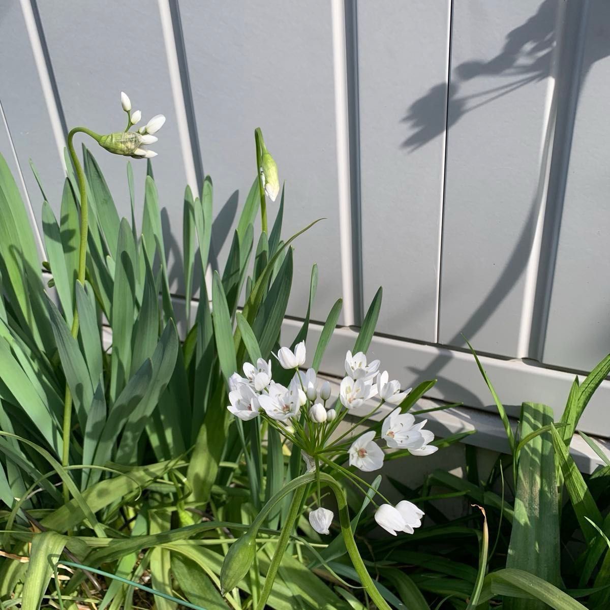 アリウムコワニー　球根　大小ミックス　早春咲き　白花　鉢植え　地植え　花壇　ガーデニング