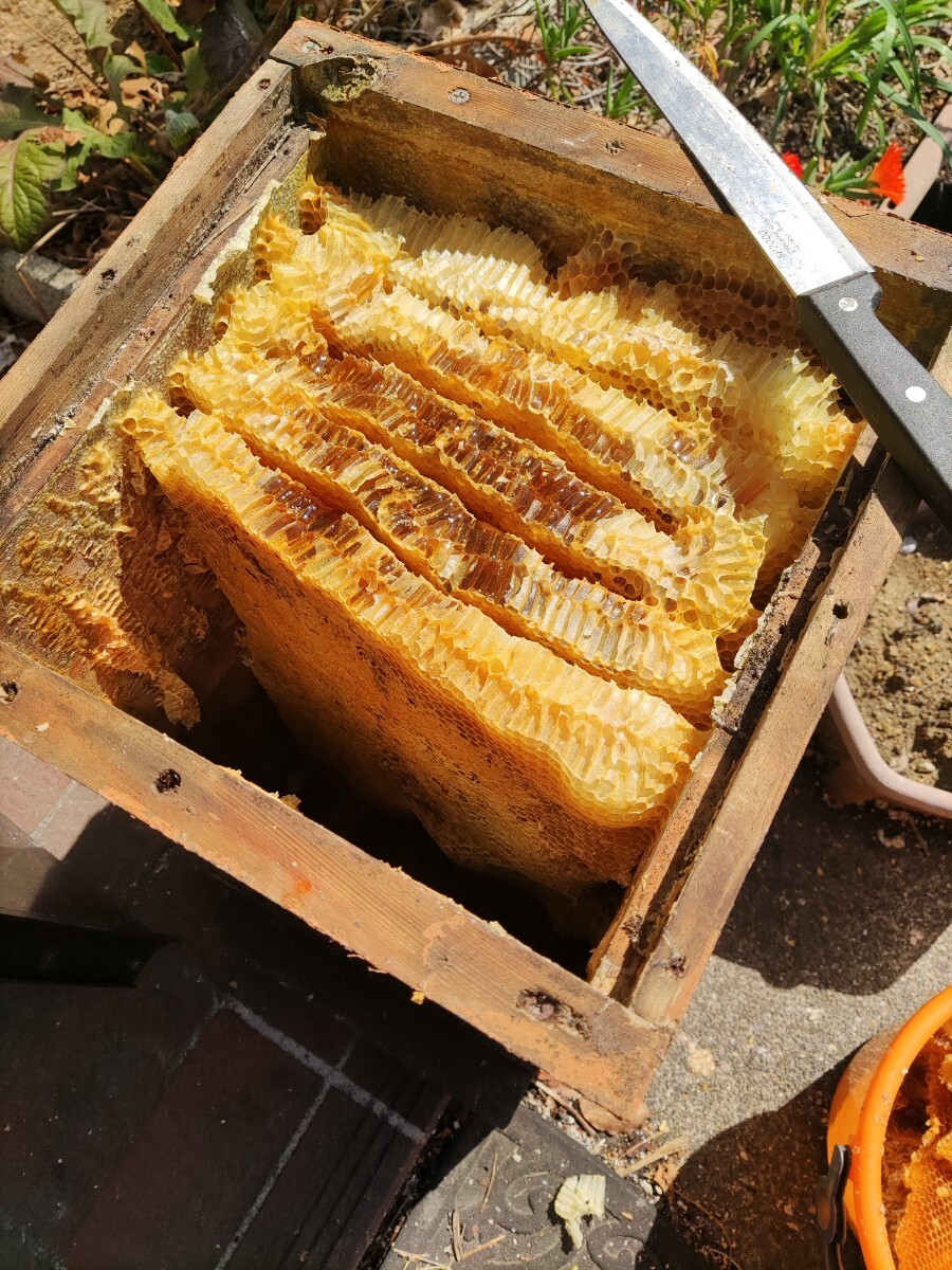 日本蜜蜂 純粋 蜂蜜 ハチミツ ５００ｇ1本  静岡県 牧之原産  商品説明をお読み下さい。の画像7