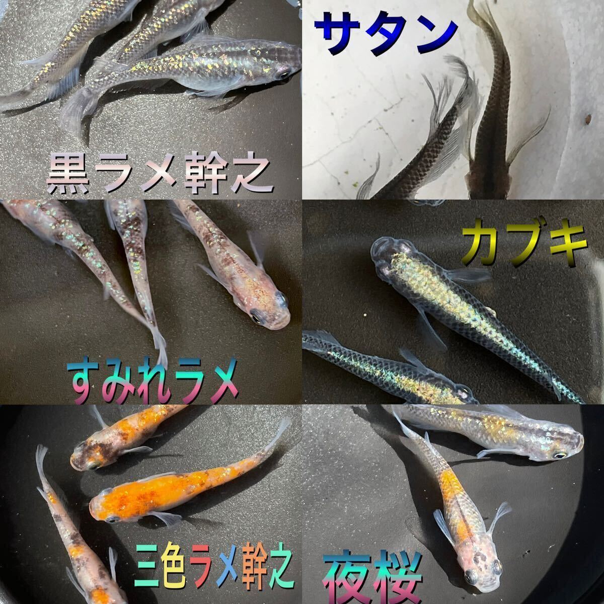 【お～いめだか】多品種ランダム卵　　メダカの玉手箱ミニ　50個＋α 何が入るかはお楽しみ～！_画像3