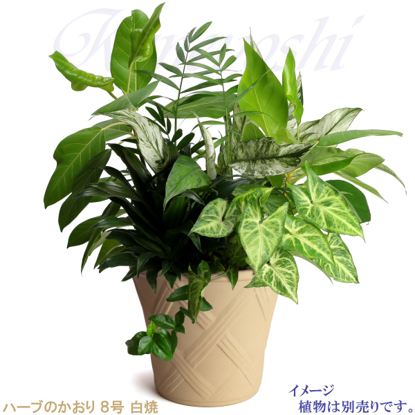 植木鉢 おしゃれ 安い 陶器 サイズ 24cm ハーブのかおり 8号 白焼 受皿付 室内 屋外 白 色_画像8