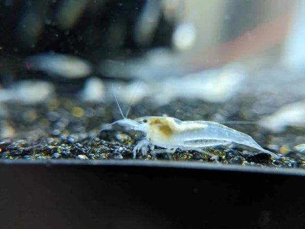 [OSH] snow white Cherry shrimp 15 pcs 